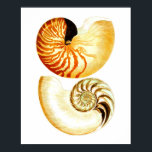 Nautilus Muschel Seashell no.8 Stranddekoration Ku Poster<br><div class="desc">Nautilus Muschel Seashell no.8 Stranddekoration Kunst,  Dichtung und Musik</div>