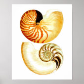 Nautilus Muschel Seashell no.8 Stranddekoration Ku Poster (Vorne)