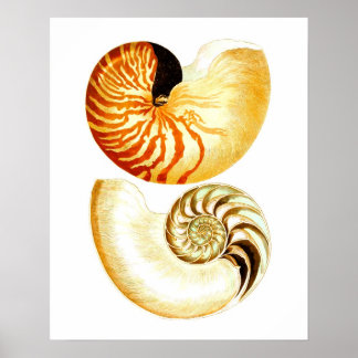 Nautilus Muschel Seashell no.8 Stranddekoration Ku Poster