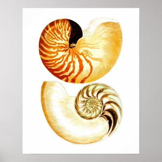 Nautilus Muschel Seashell no.8 Stranddekoration Ku Poster (Vorne)