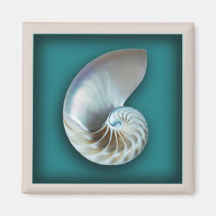 Nautilus-Muschelmagnet Magnet