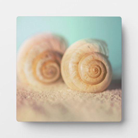 Nautilus-Muscheln am Strand Fotoplatte (Vorderseite)