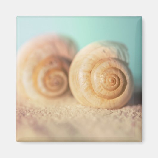 Nautilus-Muscheln am Strand Magnet (Vorne)