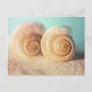 Nautilus-Muscheln auf Strand Postkarte