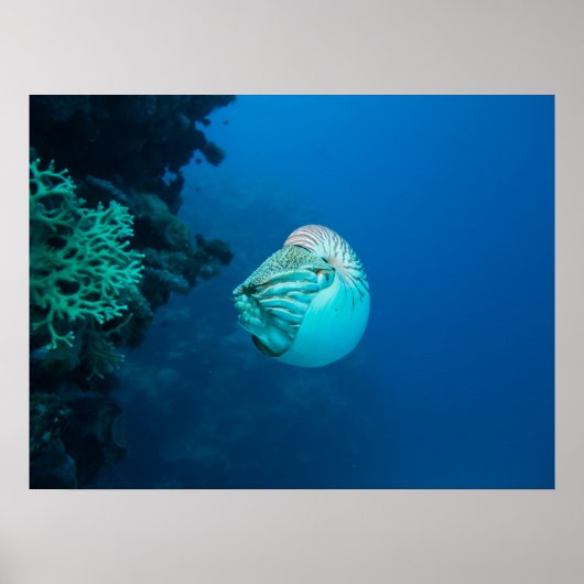 Nautilus Poster (Vorne)