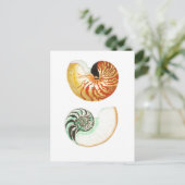 "NAUTILUS" SAASHELL POSTCARD POSTKARTE (Stehend Vorderseite)