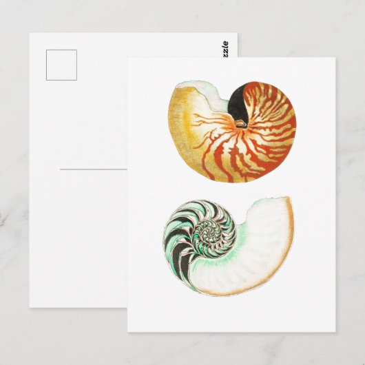 "NAUTILUS" SAASHELL POSTCARD POSTKARTE (Vorne/Hinten)