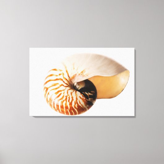 Nautilus seashell (Nautilus stenomphalus) Leinwanddruck (Vorderseite)