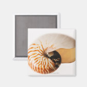 Nautilus seashell (Nautilus stenomphalus) Magnet (Vorderseite/Rückseite)