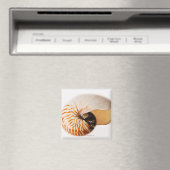 Nautilus seashell (Nautilus stenomphalus) Magnet (In Situ (Geschirrspüler))