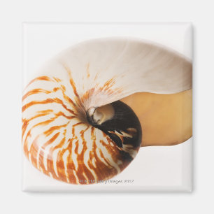 Nautilus Seashell (Nautilus stenomphalus) Magnet