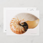 Nautilus seashell (Nautilus stenomphalus) Postkarte (Vorne/Hinten)