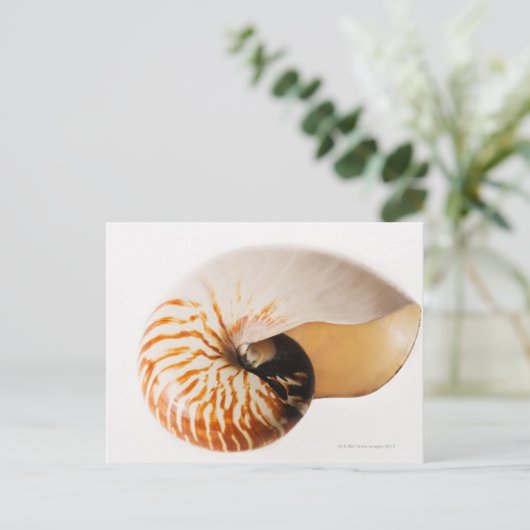 Nautilus seashell (Nautilus stenomphalus) Postkarte (Stehend Vorderseite)