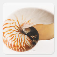 Nautilus seashell (Nautilus stenomphalus)
