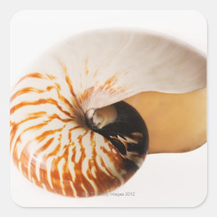 Nautilus seashell (Nautilus stenomphalus) Quadratischer Aufkleber