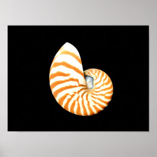 Nautilus Seashell Poster