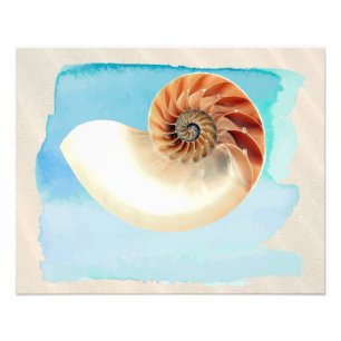 Nautilus Seashell und Sand Fotodruck