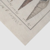 Nautische Muscheln Ephemera Decoupage Französisch Seidenpapier (Detail)