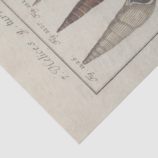 Nautische Muscheln Ephemera Decoupage Französisch Seidenpapier (Detail)