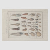 Nautische Muscheln Ephemera Decoupage Französisch Seidenpapier (Vorderseite)