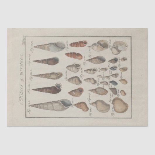 Nautische Muscheln Ephemera Decoupage Französisch Seidenpapier (Vorderseite)