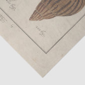 Nautische Muscheln Ephemera Decoupage Französisch Seidenpapier (Detail)