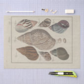 Nautische Muscheln Ephemera Decoupage Französisch Seidenpapier (Handwerk)