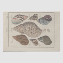 Nautische Muscheln Ephemera Decoupage Französisch Seidenpapier