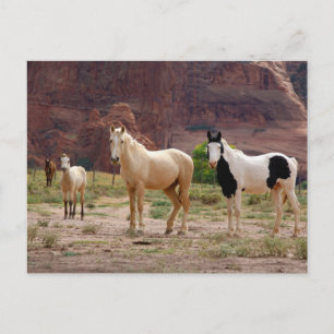 Navajo-Pferde laufen frei auf dem Canyonboden Postkarte