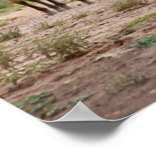 Navajo Pferde laufen kostenlos auf dem Canyon Floo Poster (Ecke)