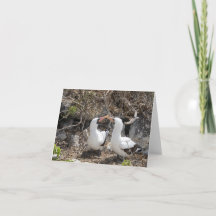 Nazca-Vogel-Freundschafts-Grußkarte