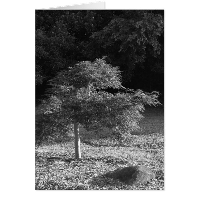 NC/Noir, Karte (Vorne)