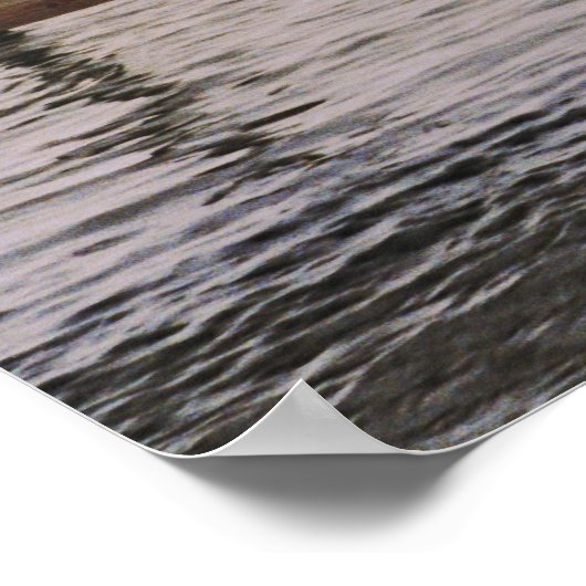 NC Pelikane Poster (Ecke)