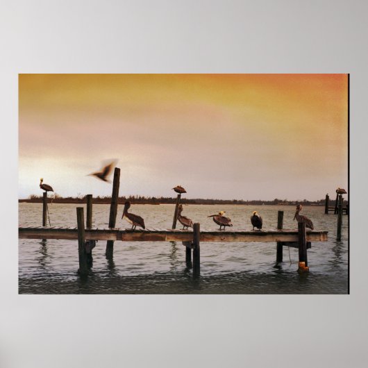 NC Pelikane Poster (Vorne)