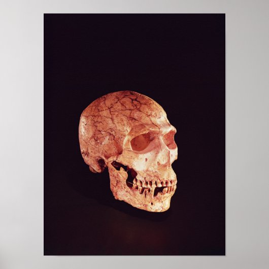 Neanderthal Skull, entdeckt auf Mt Carmel Poster (Vorne)