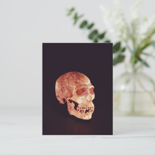 Neanderthal Skull, entdeckt auf Mt Carmel Postkarte (Stehend Vorderseite)