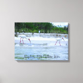 Neapel, FL White Ibis Birds Walking on Beach Leinwanddruck (Vorderseite)