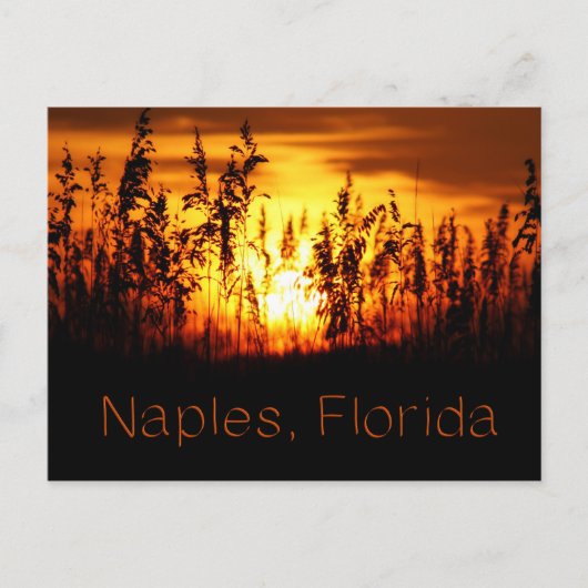 Neapel Florida Sunset Postcard Postkarte (Vorderseite)