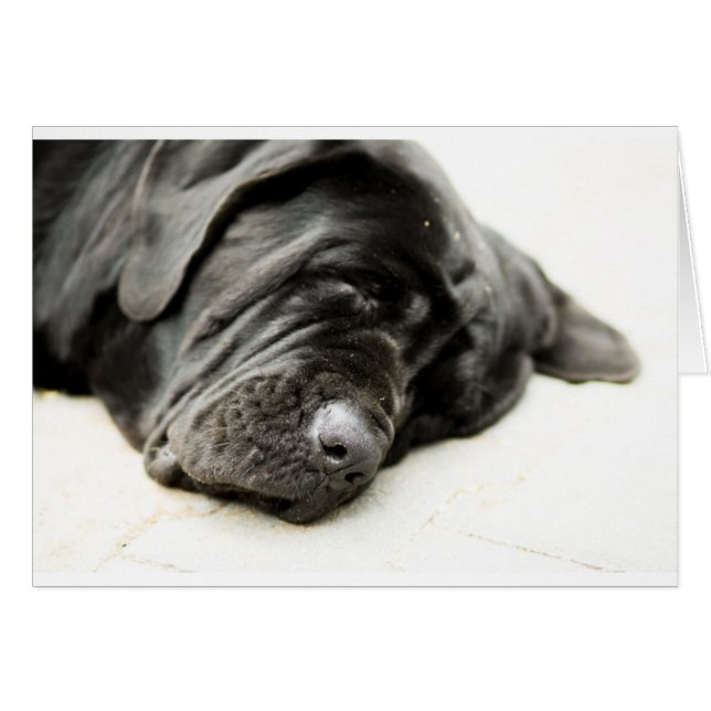 Neapolitan Mastiff (Vorderseite (Horizontal))