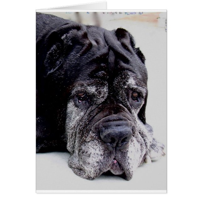 neapolitan mastiff.png (Vorne)