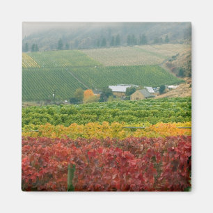 Nebel kriecht über das Gehring Brothers Winery ein Magnet