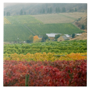 Nebel kriecht über das Weingut Gehring Brothers, e Fliese