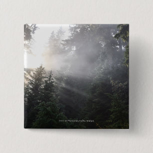 Nebel u. Sun-Strahlen in einem Washington-Wald Button