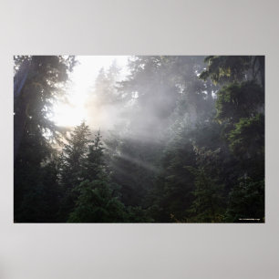 Nebel u. Sun-Strahlen in einem Washington-Wald Poster