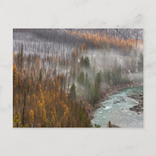 Nebel zieht über Herbst-Lärchenbäume herein Postkarte
