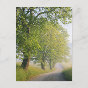 Nebelbedeckte Straße, Cades Cove, Great Smoky Postkarte
