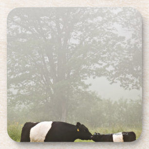 Nebelhafte Szene umgeschnallter Galloway-Kuh, die Untersetzer