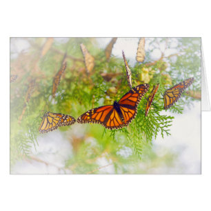 Nebelhafter Monarch