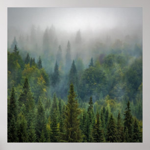 Nebeliger Kiefernwald Landschaft Poster