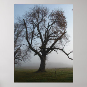 Nebeliger Morgen-Baum Poster